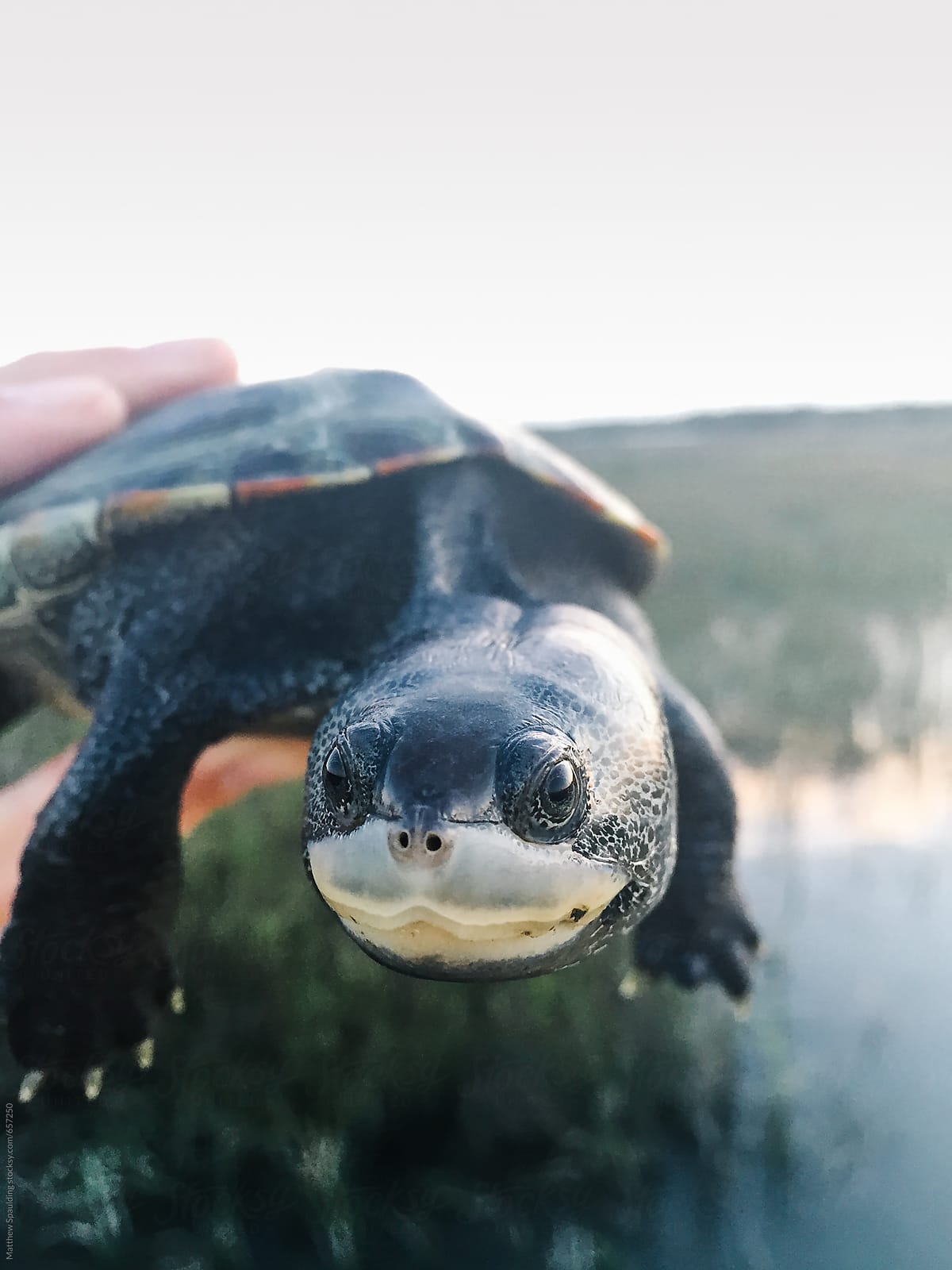 Wild turtle looking at camera