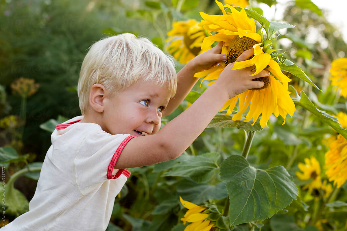 BOY AND SUNFLOWERS
