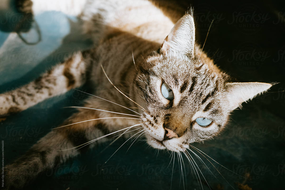 Blue-Eyed Cat in Sunlit Setting