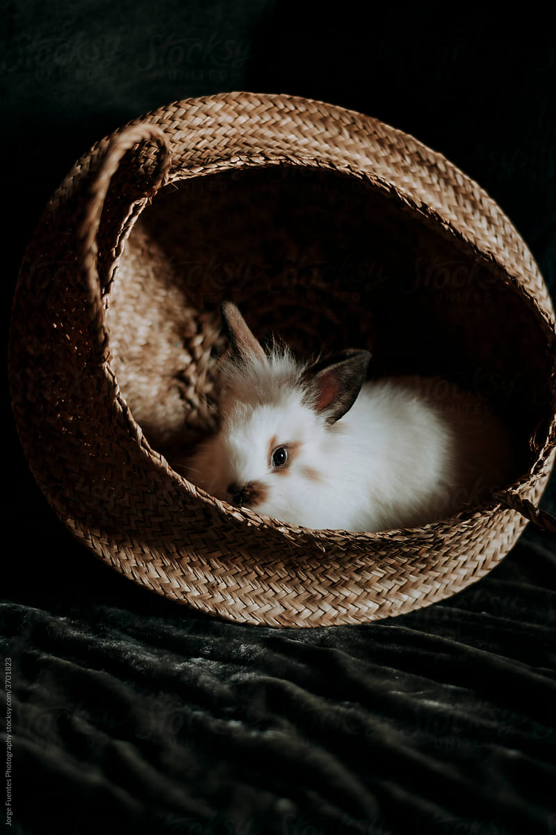 little rabbit