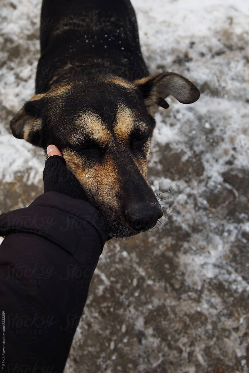 Hand in warm wear scratching funny dog