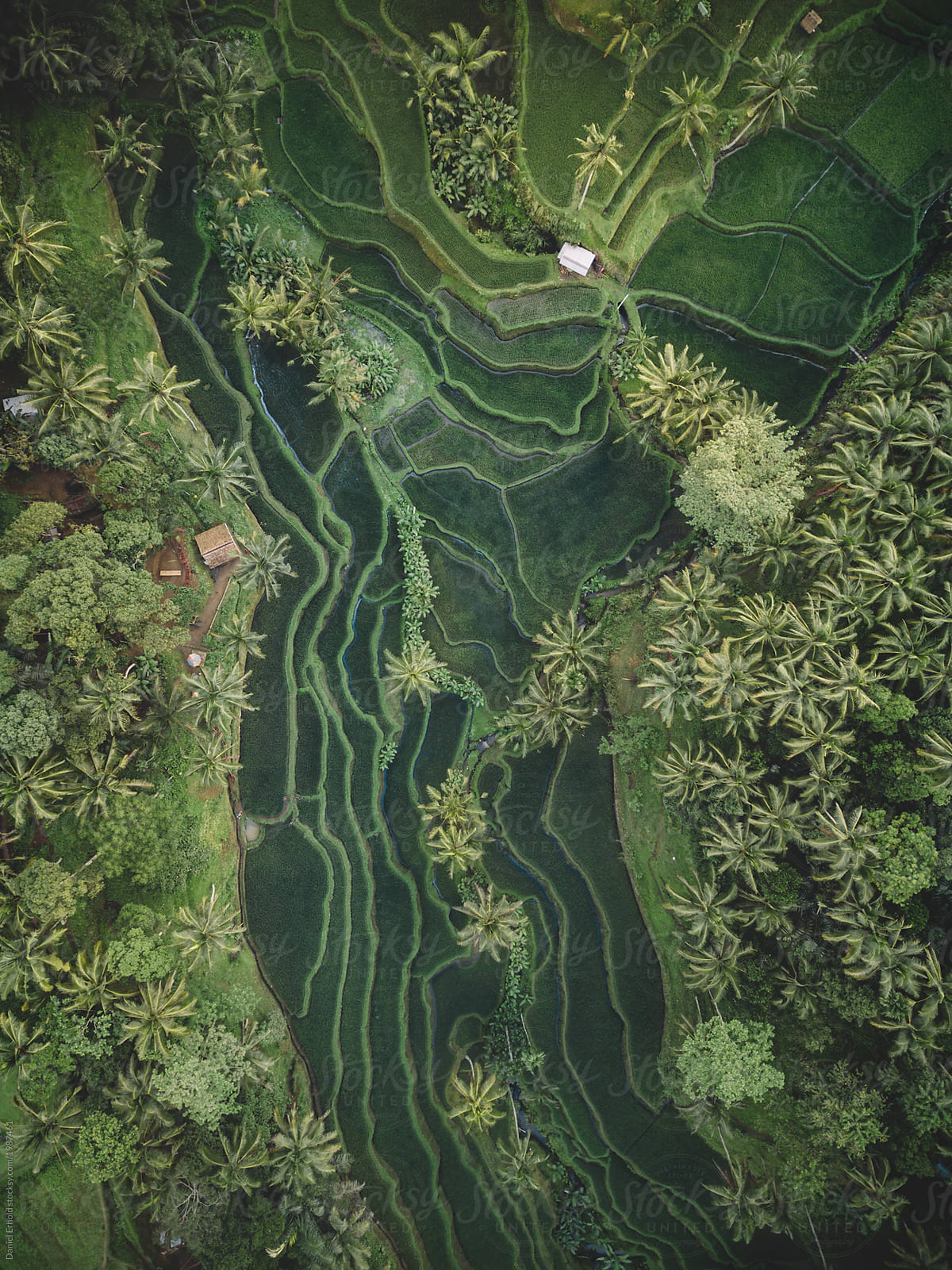 Drone shot of rice paddies