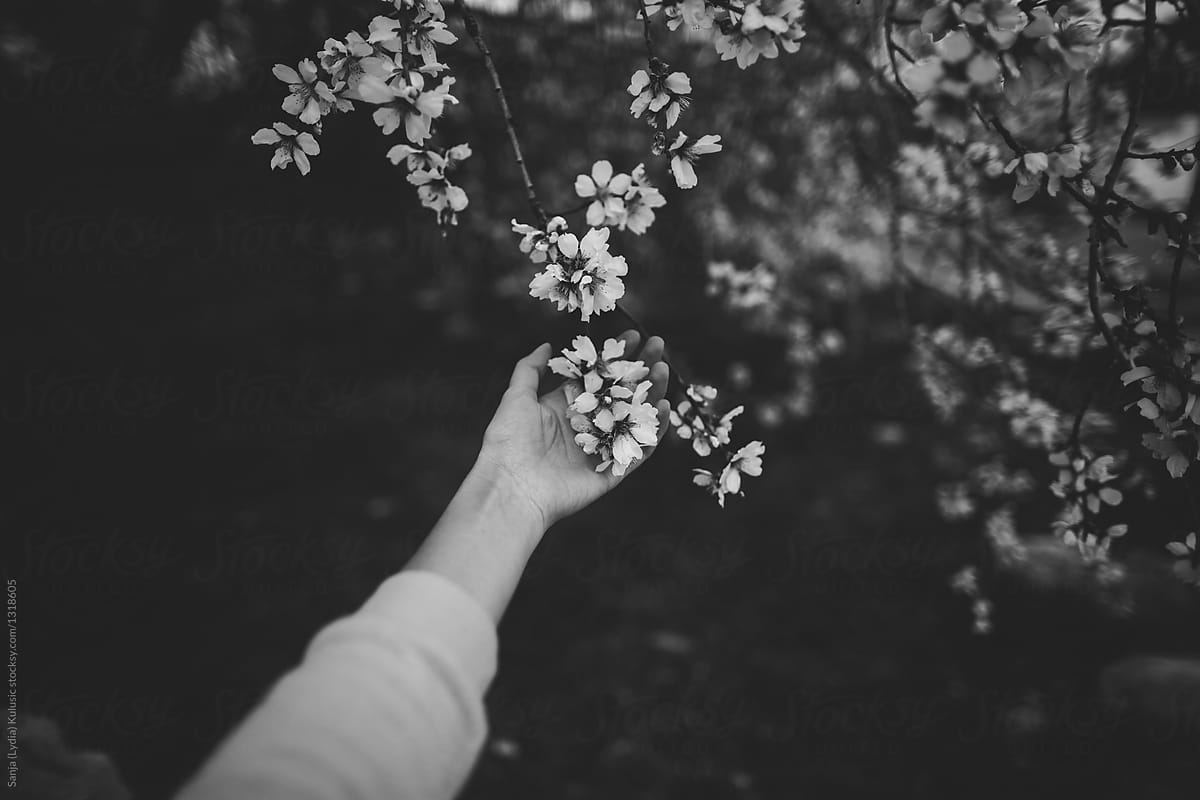 Hand holding white flowers