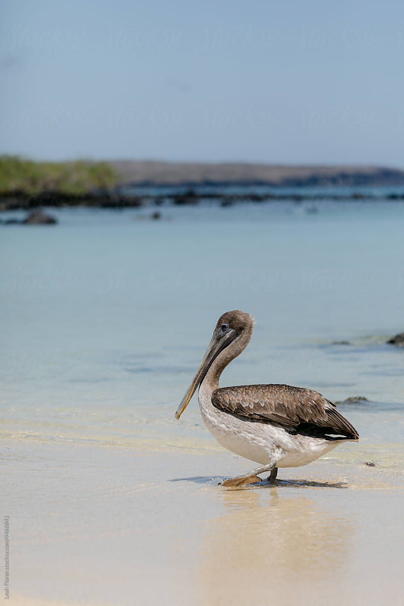 Pelican Walking through Water on the Shoreline