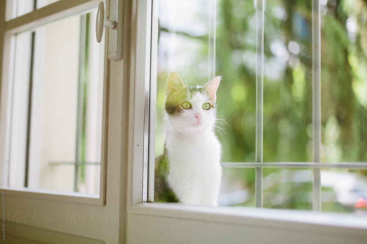 Cat sitting outside on windowsill and looking inside the home