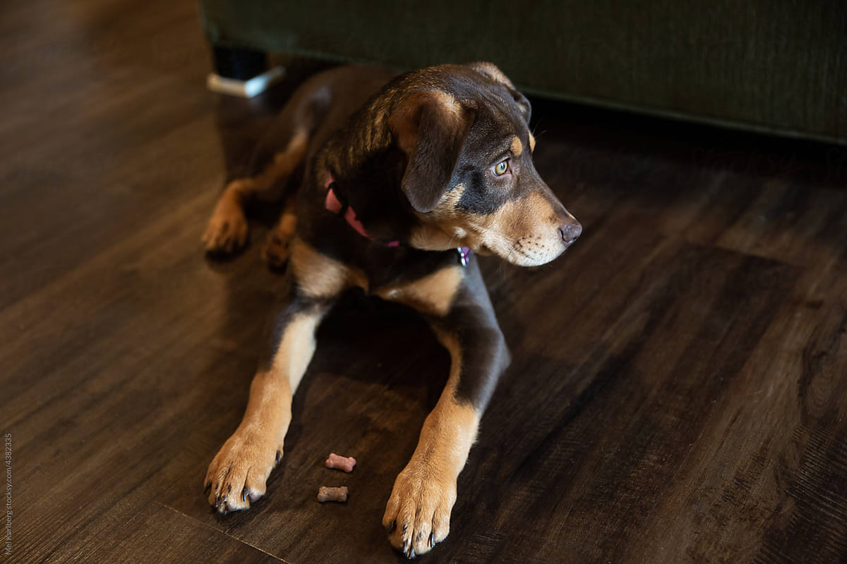 Brown and tan hound dog with treats on paws
