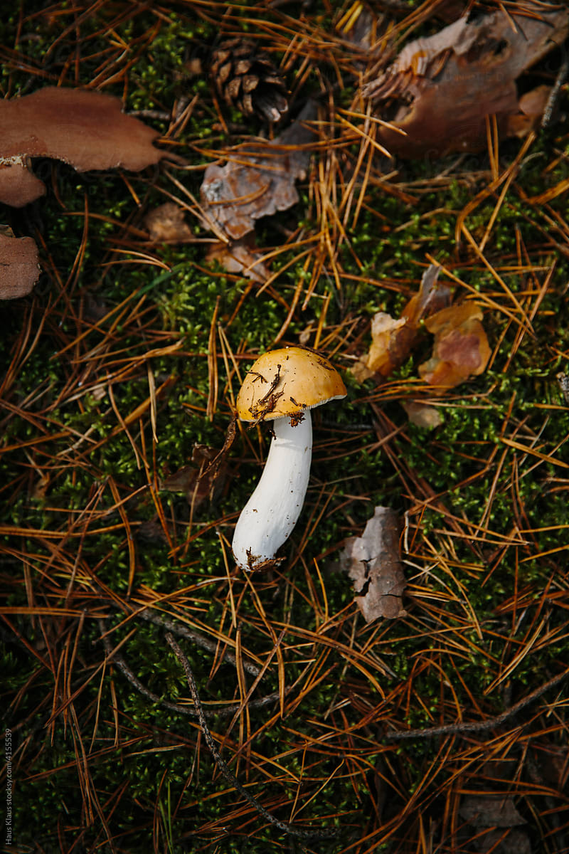 Fresh mushroom