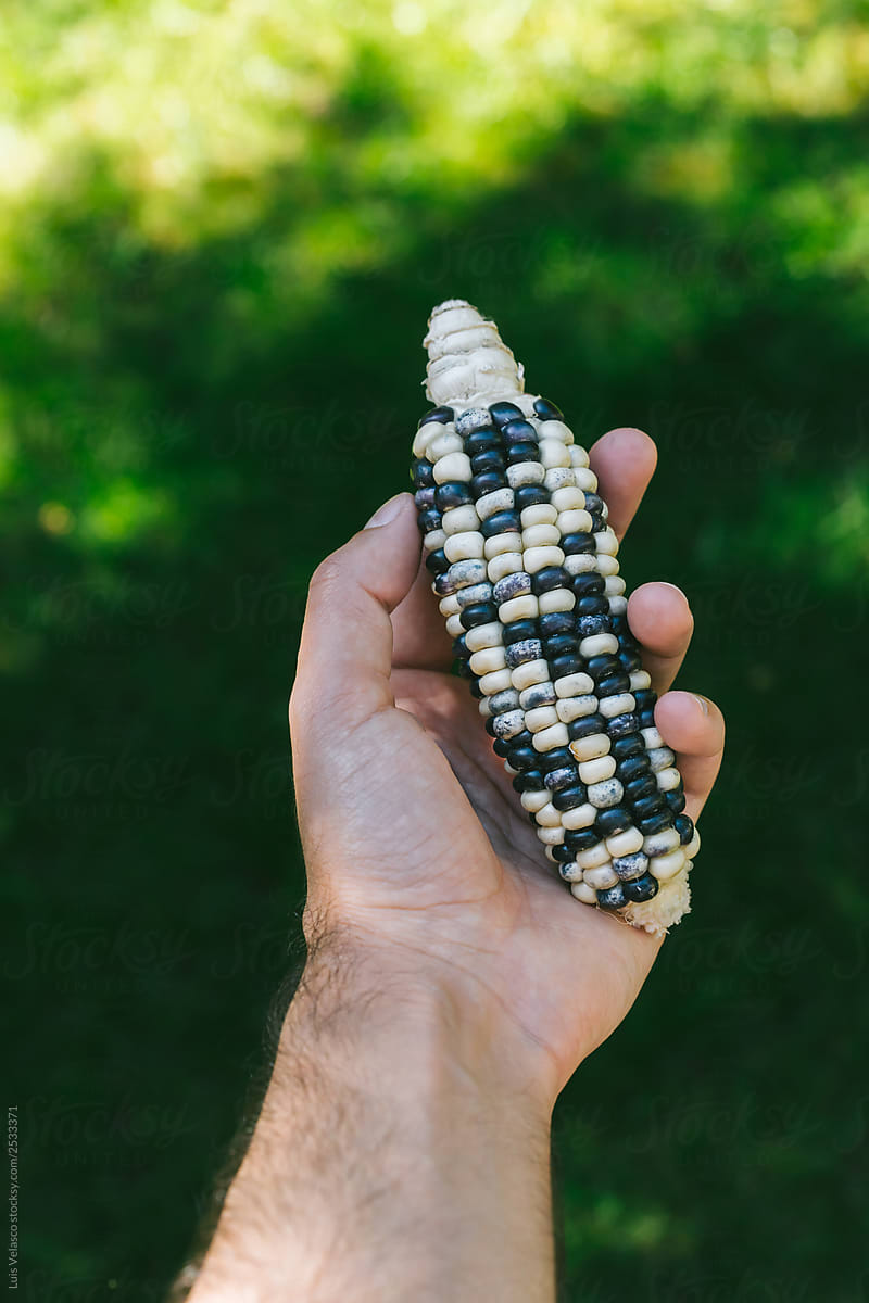 Hand Holding Indian Corn Outdoors.