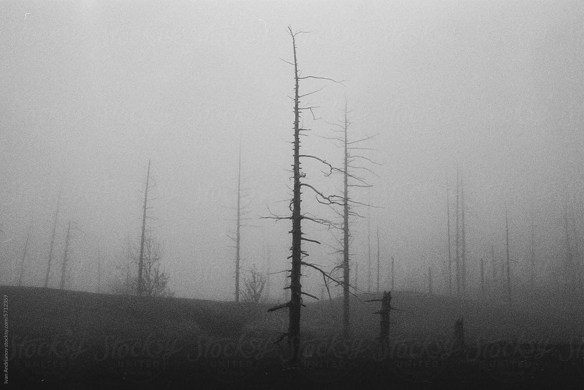 Dark Depressive Dead Forest In Fog Landscape
