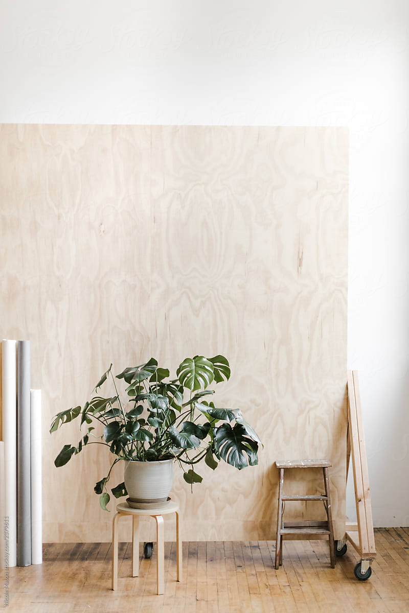 leafy green potted plant in modern photo studio with plywood backdrop