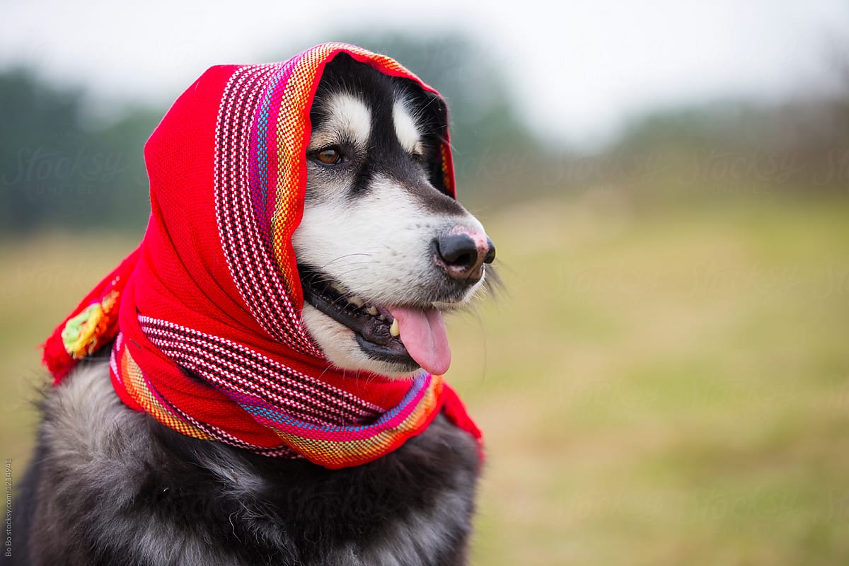 One Alaskan Malamute were scarf in head