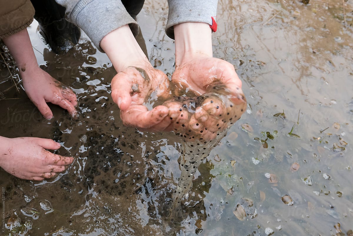 Frog spawn in child\'s hands