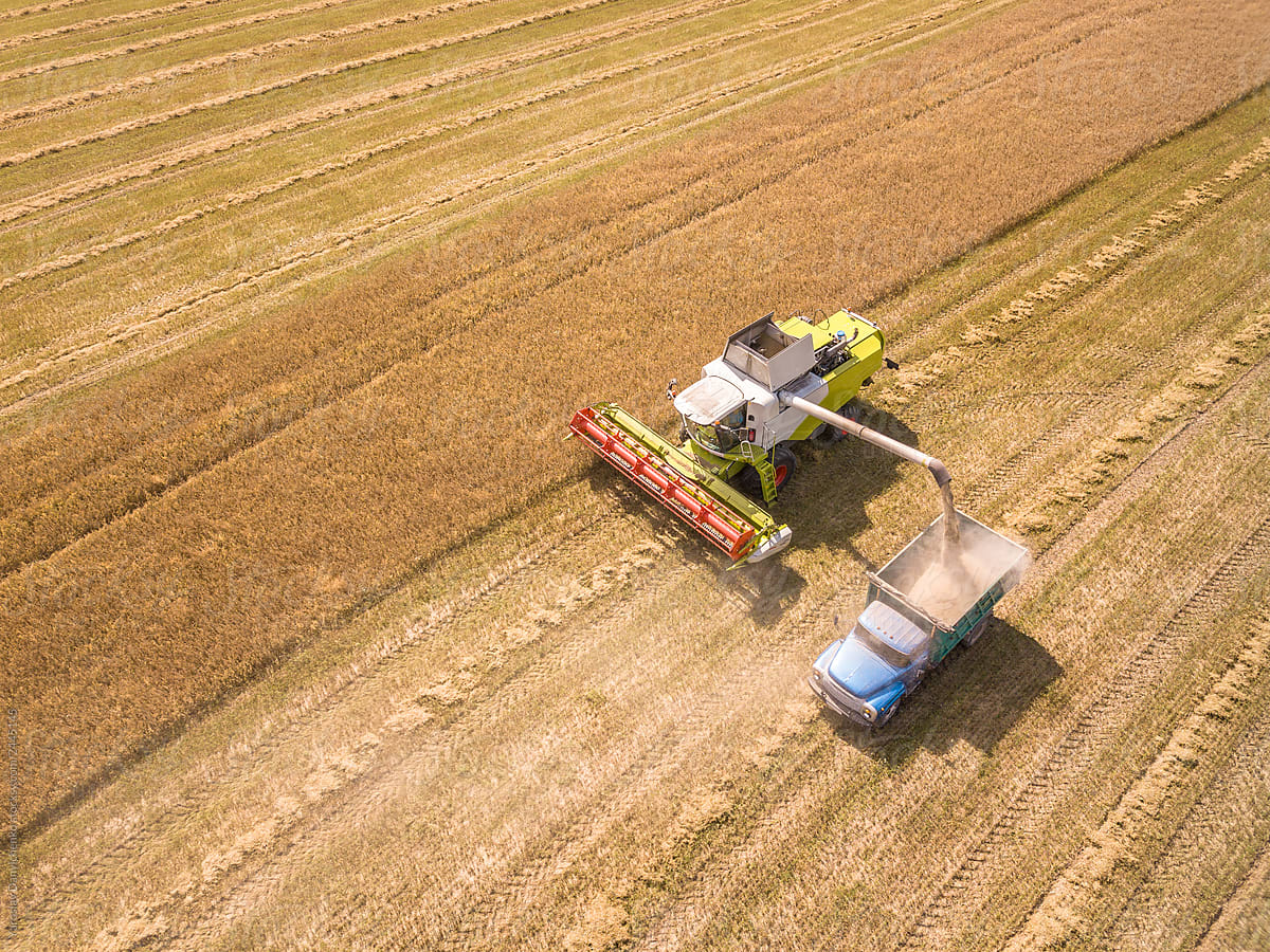 Aerial view from drone to combines and trucks with harvest of wh