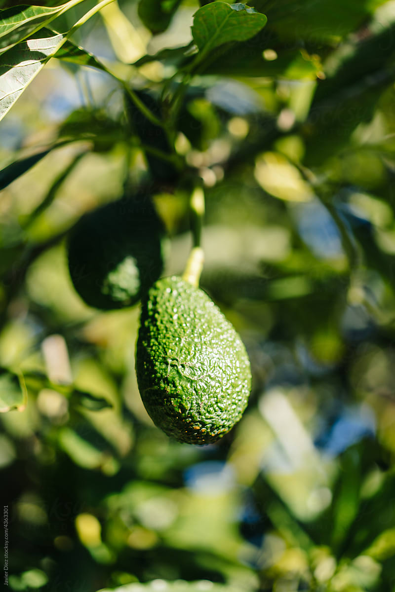 Fresh avocado growing on tree