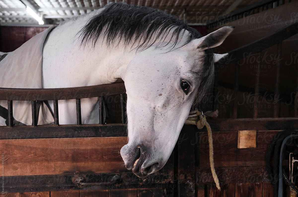 Beautiful purebred European horse