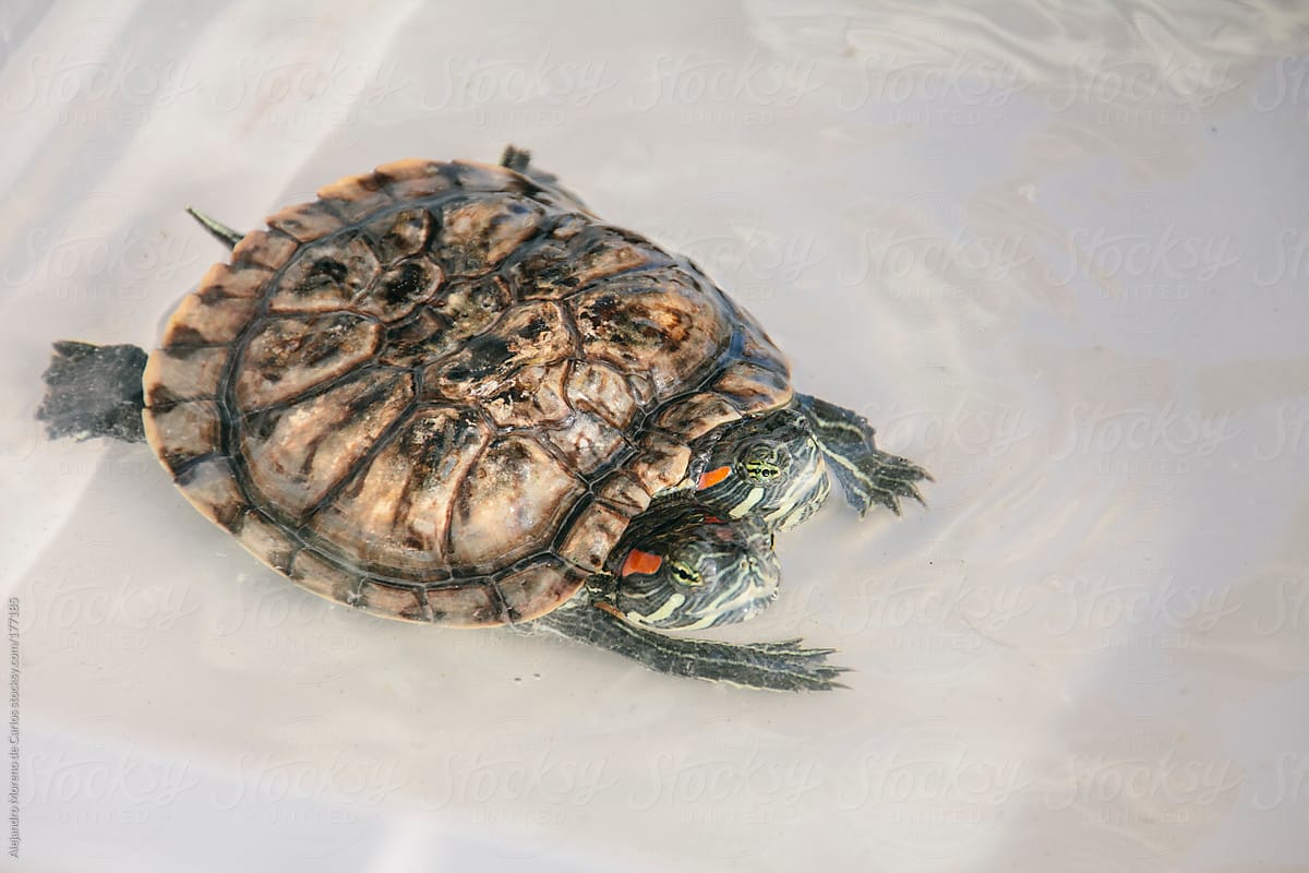 Turtle with two heads. Siamese turtle
