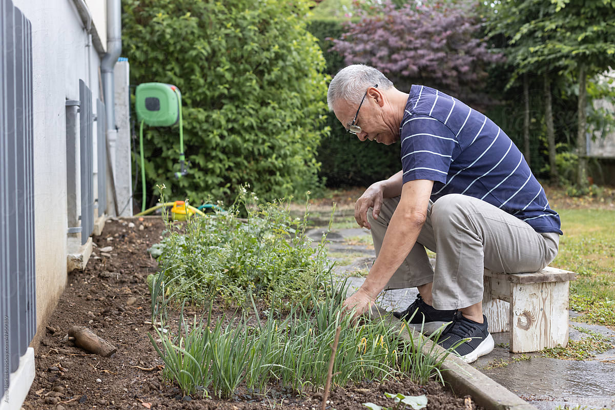 gardening, senior man working with plants in his garden