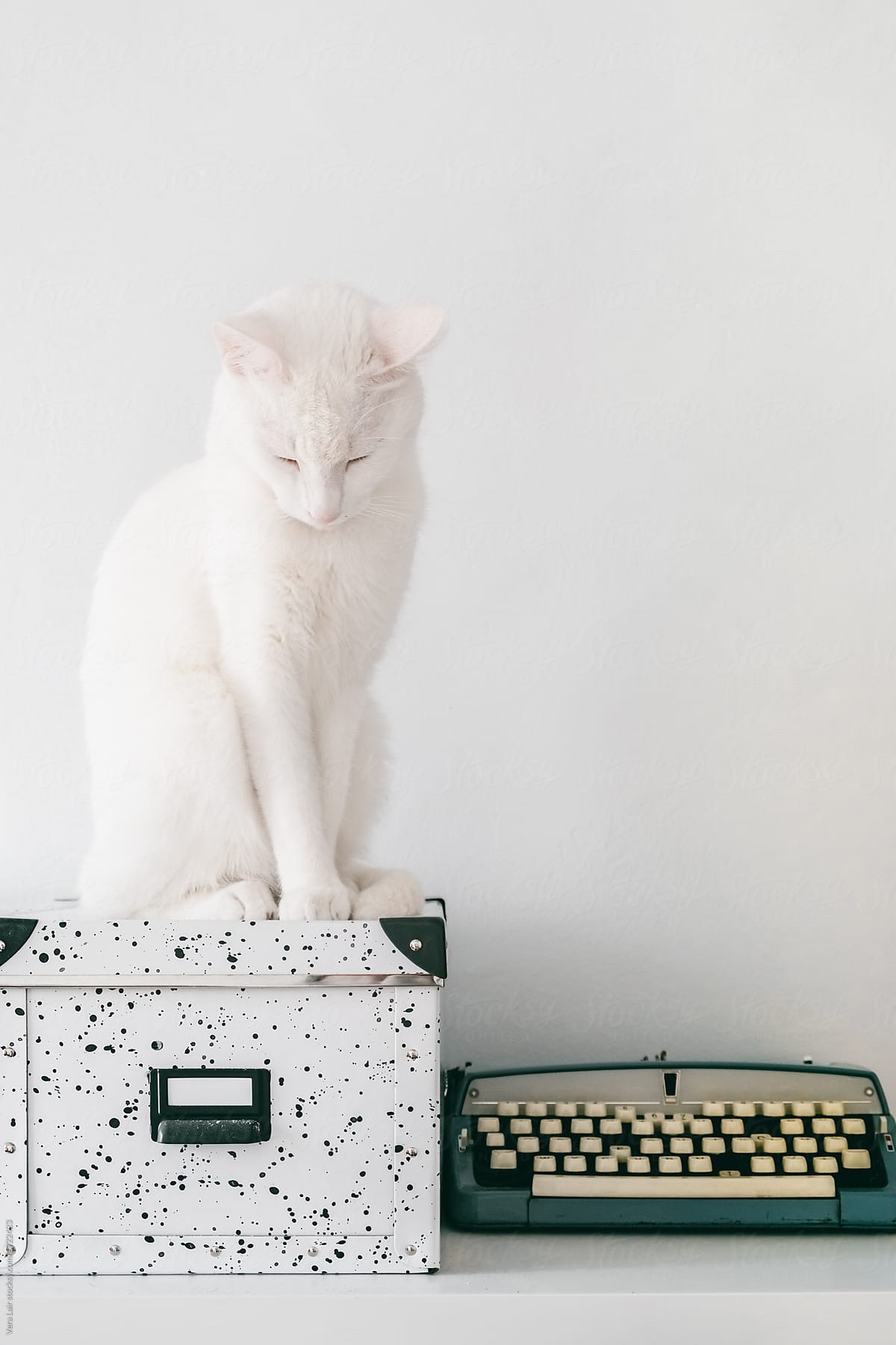 Beautiful white cat sitting on a office box