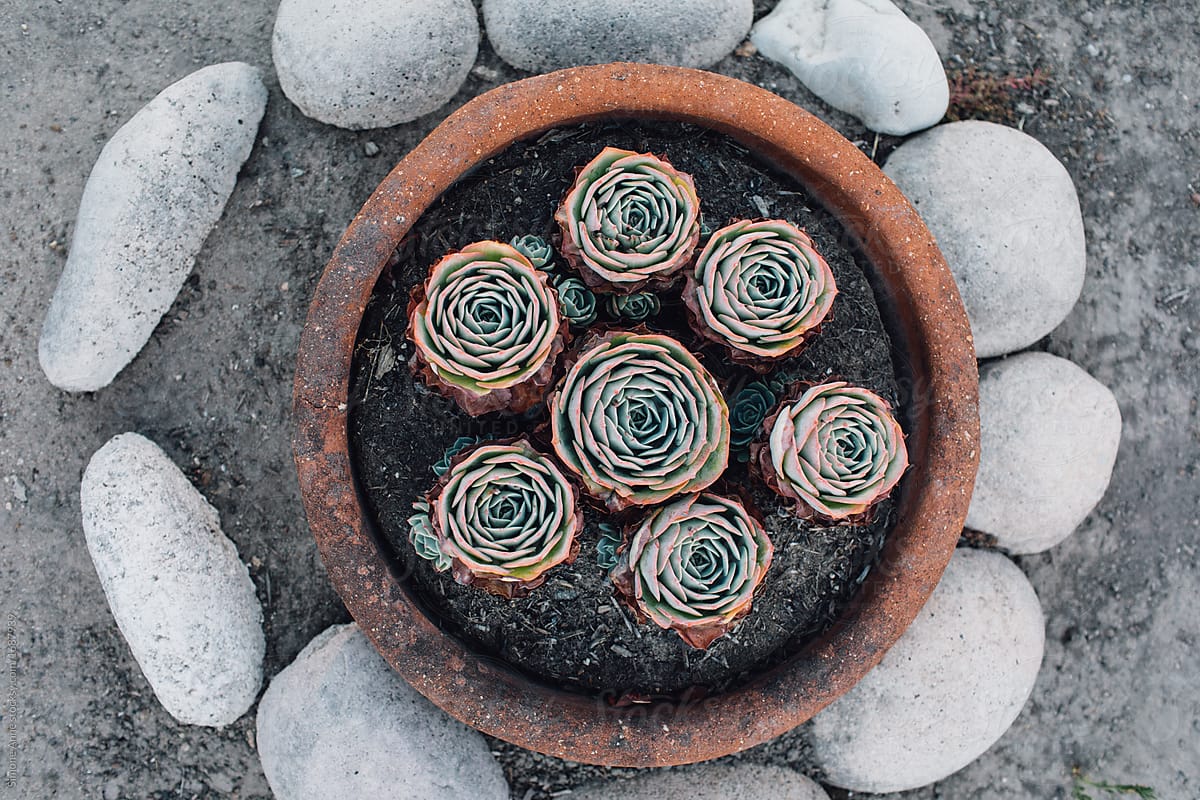 Circle of succulents planted in a garden with rocks in Santa Cruz, California