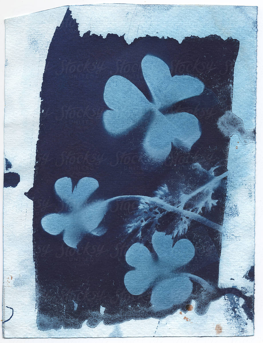 Cyanotype of clover leaves
