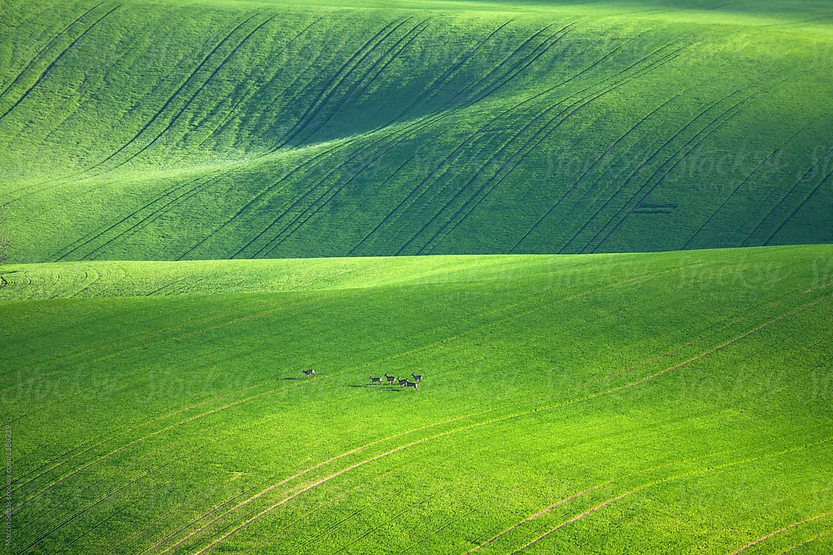 Deers on velvet fields