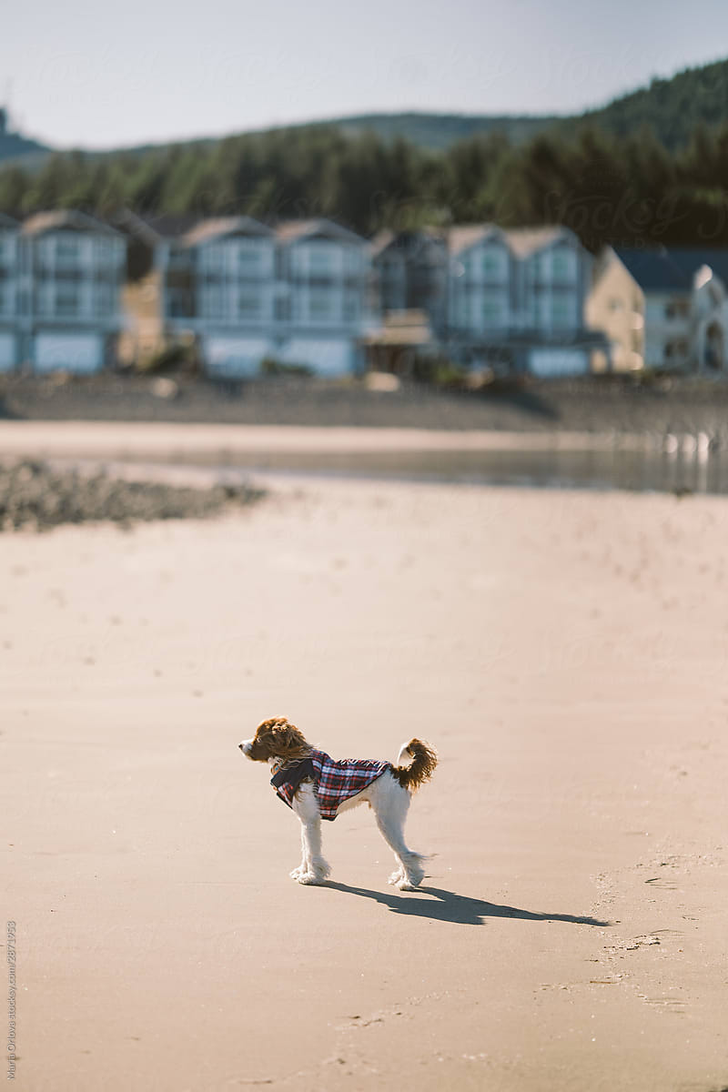 Cute dog in a jacket standing on a coast in front of community buildings