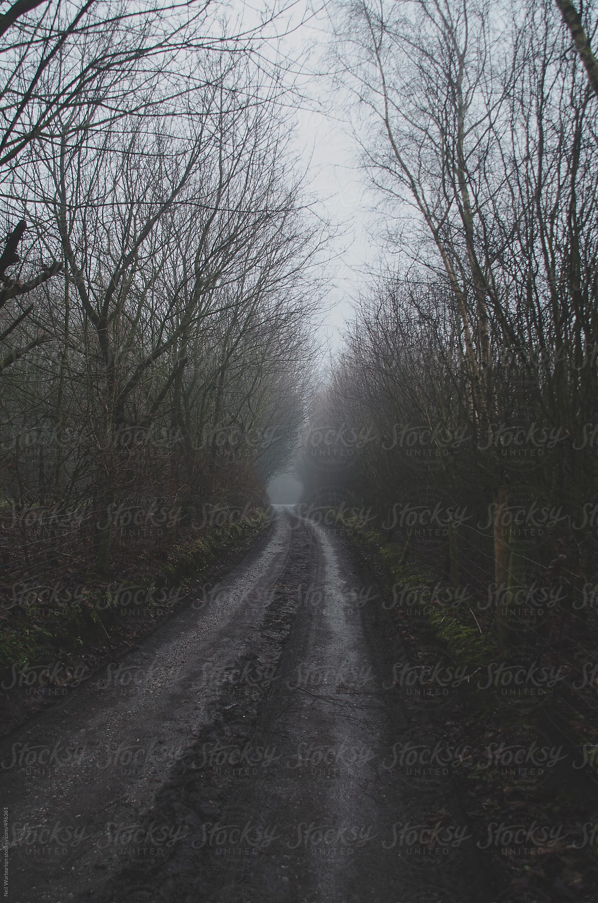 Misty country lane