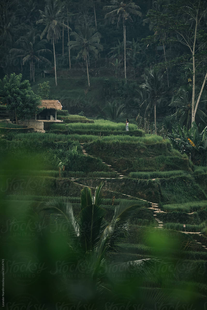 beauty standing in lush green rice terrace scenery, ubud