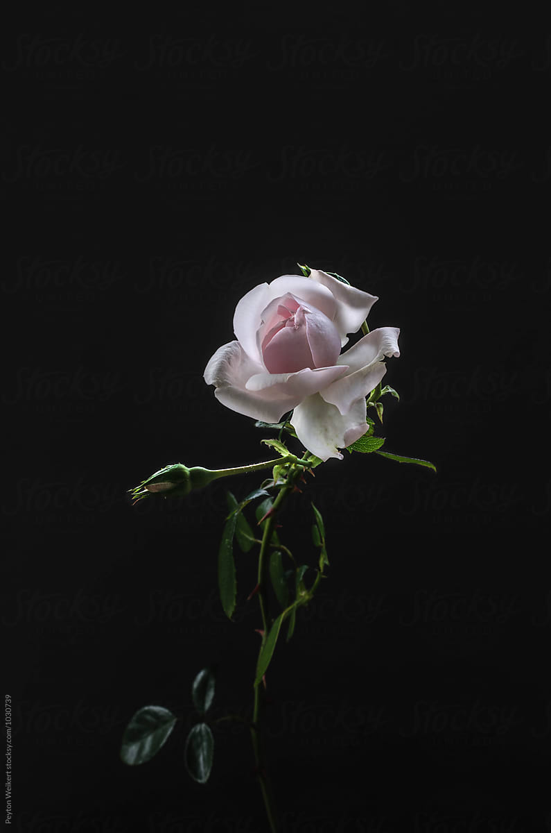 Small signle light pink rose on dark gray background