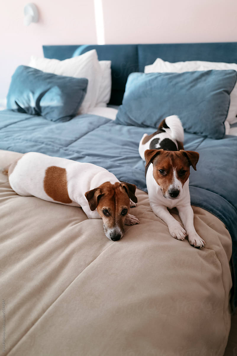 Dogs resting on bed.