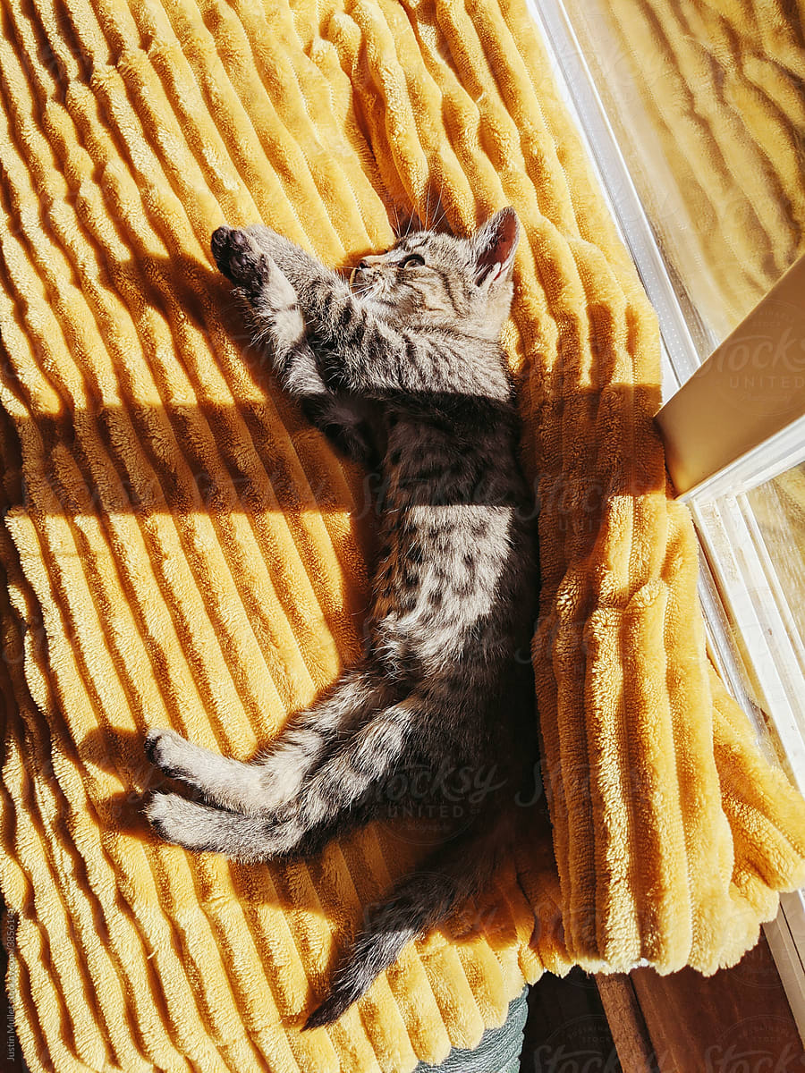 A kitten laying in the sun