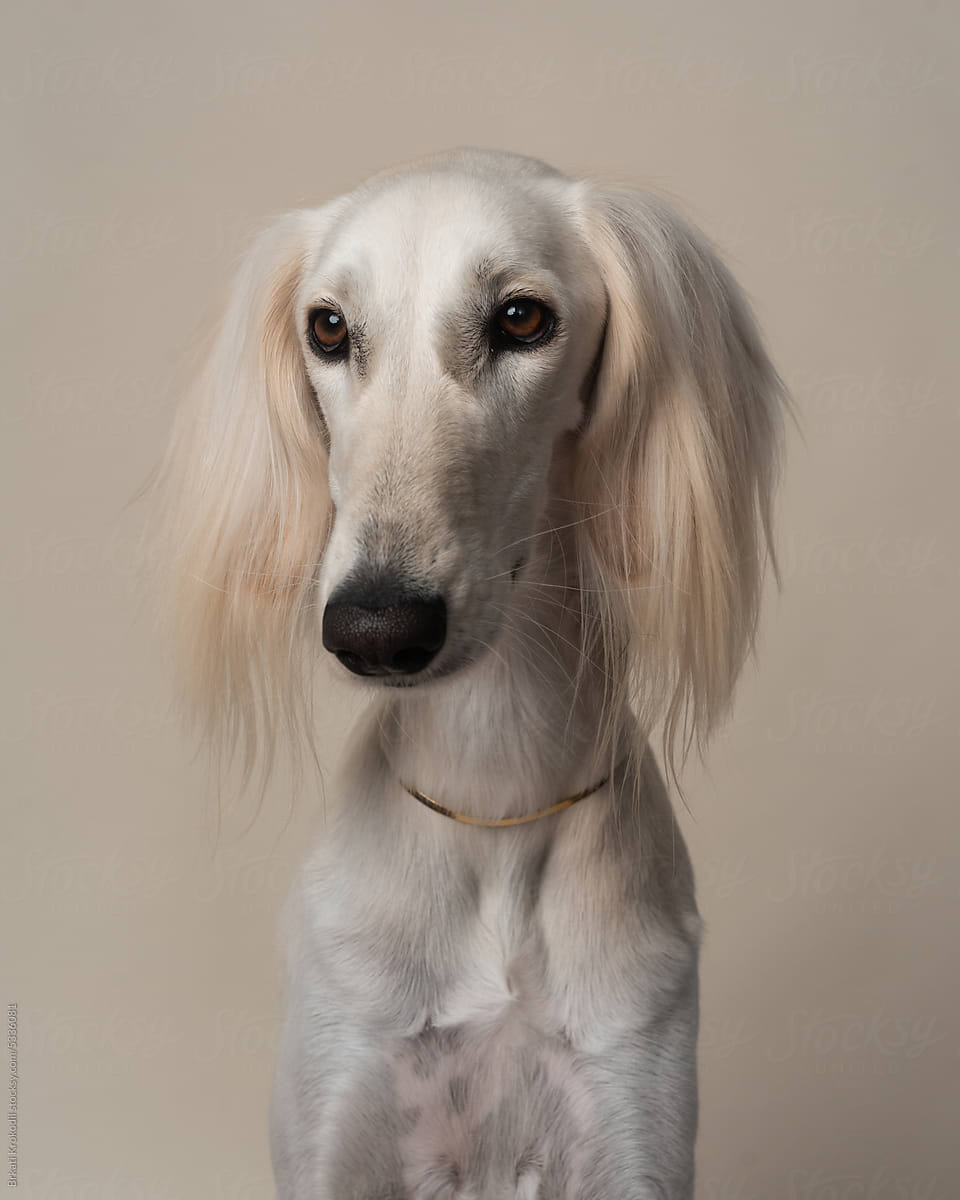 Studio Portrait Of Elegant White Dog With Golden Necklace