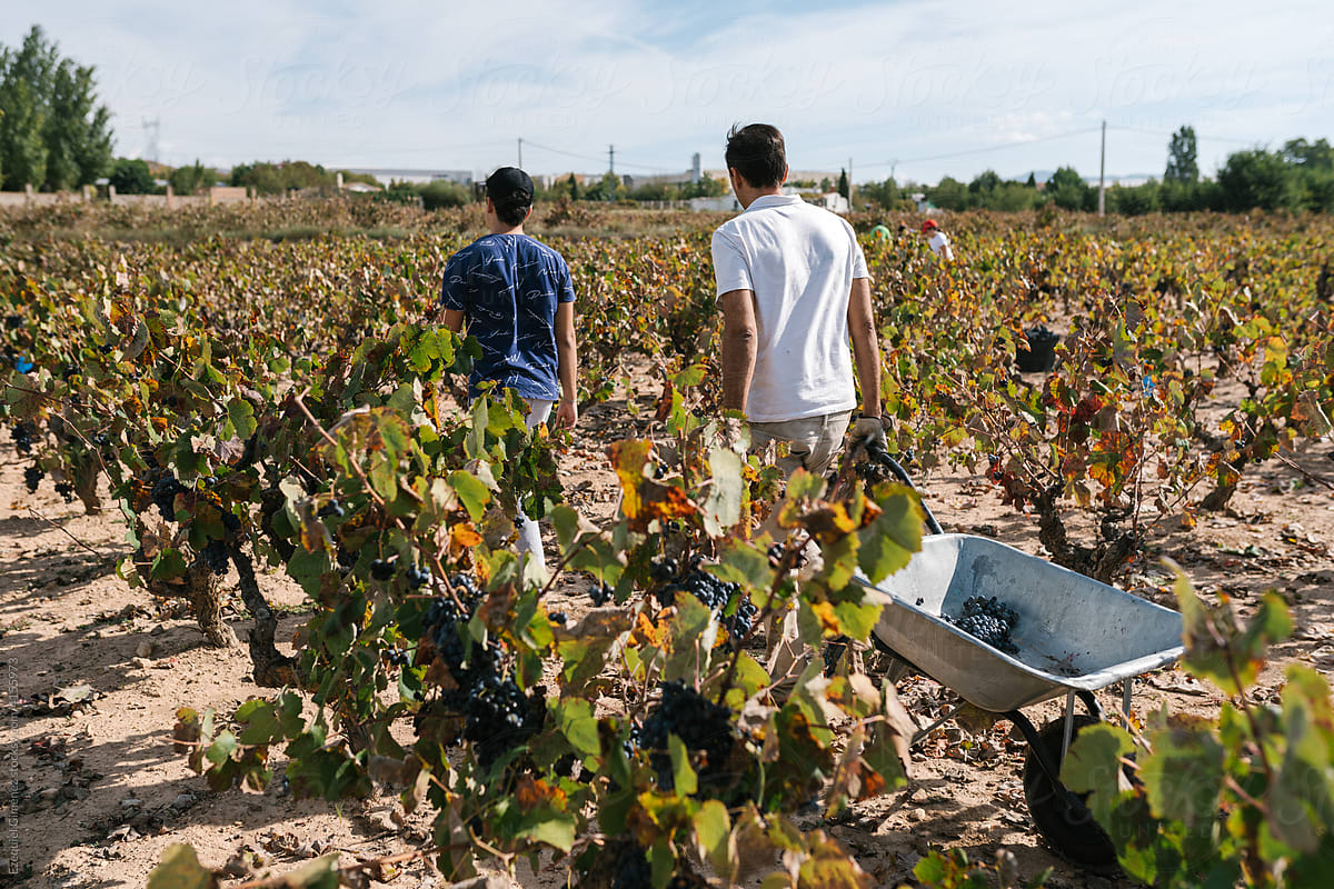 Men with wheelbarrow collecting grapes
