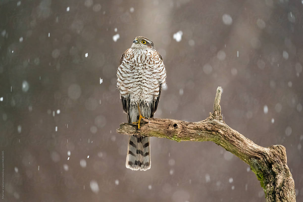 Sparrowhawk Under A Snowfall