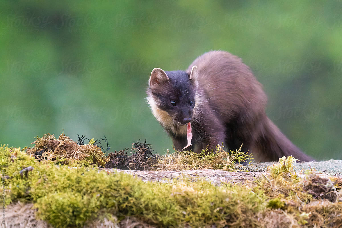 Pine Marten With A Piece Of Meat In Its Mouth