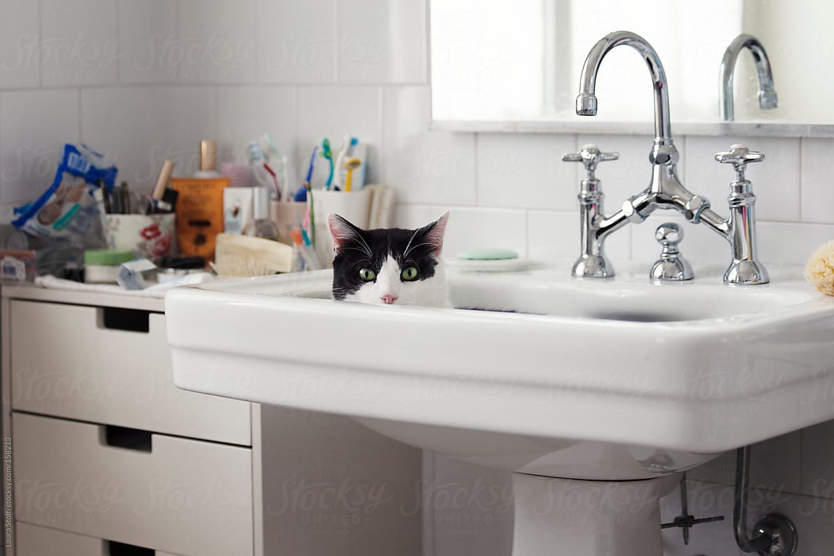 Cat peeping out from washbasin and looking straight at the camera