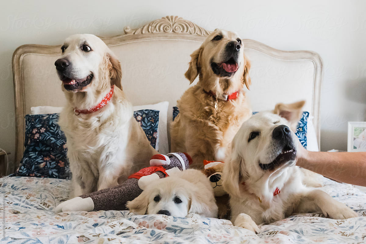 Dog family portrait