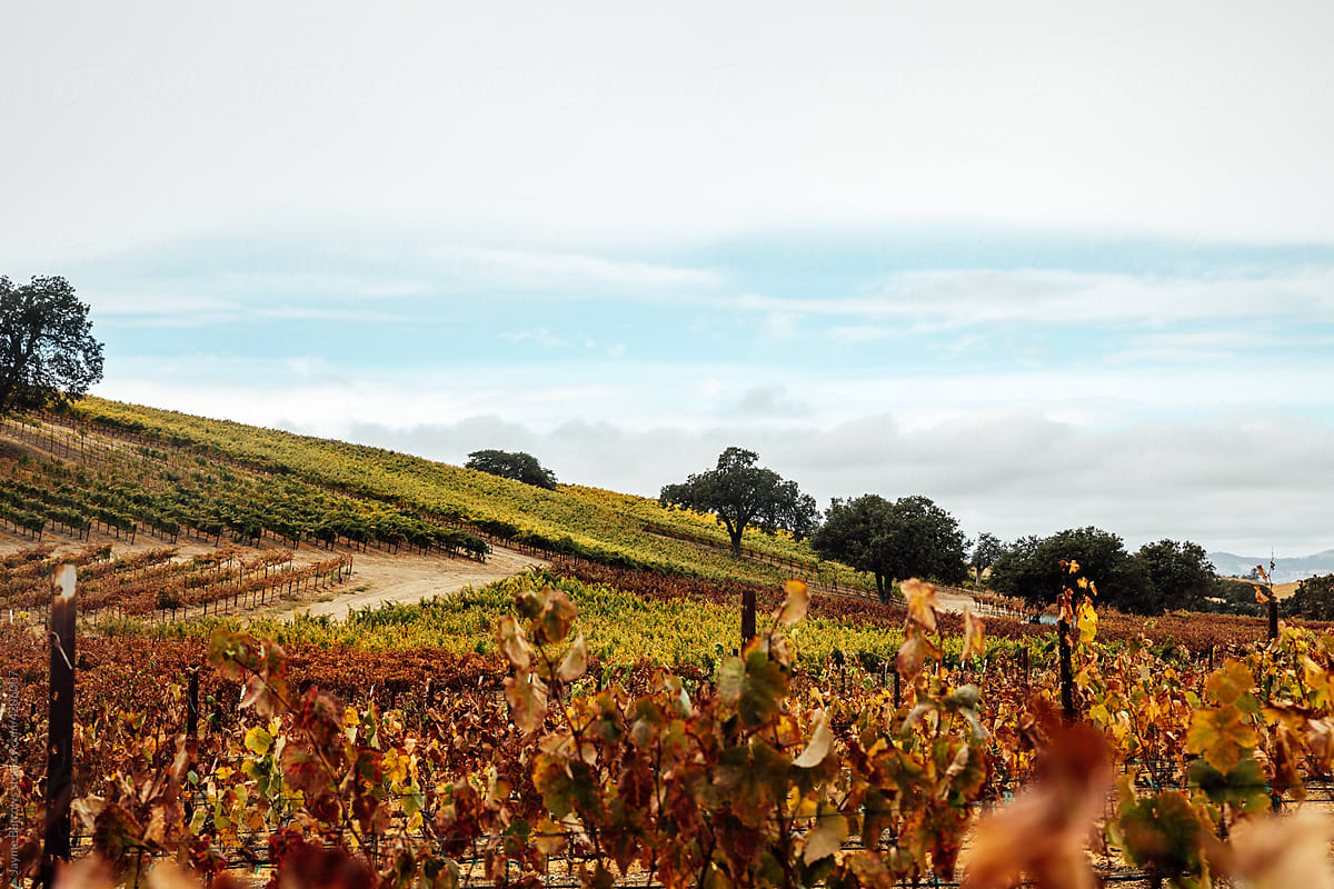 California Vineyard in the Fall