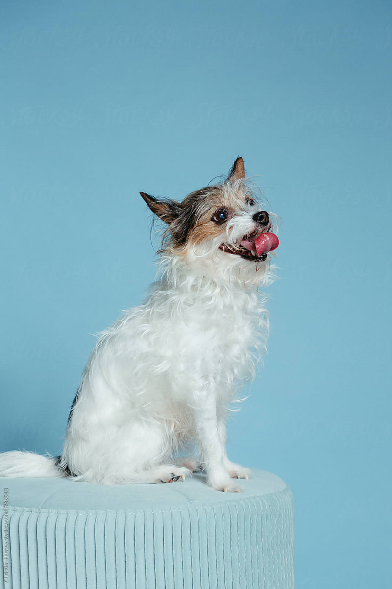 Small Dog Vertical Image Sitting On Pouf with Blue Background