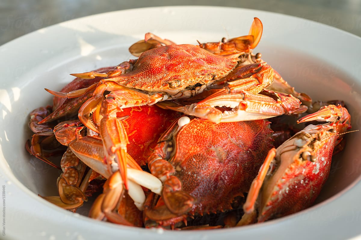 cooked blue swimmer crab