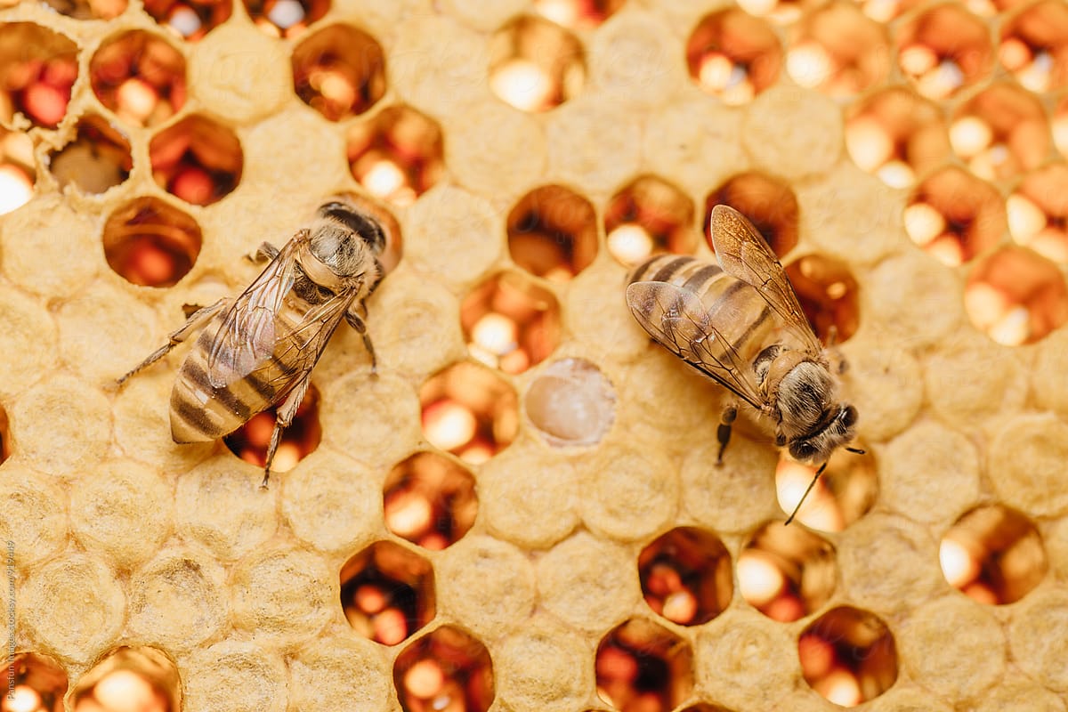 honey bee work on honeycomb