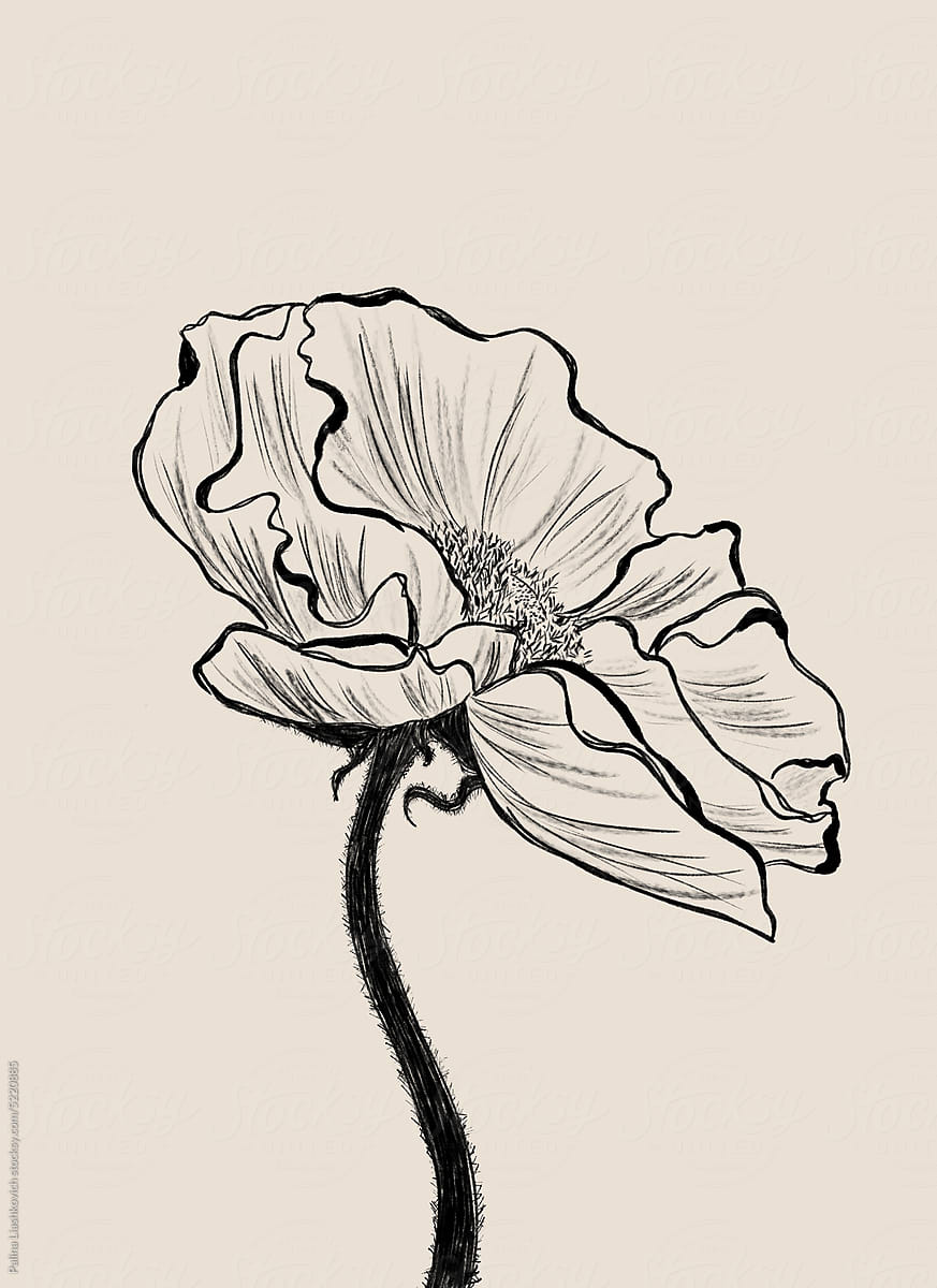 Hand drawing poppy on neutral background.