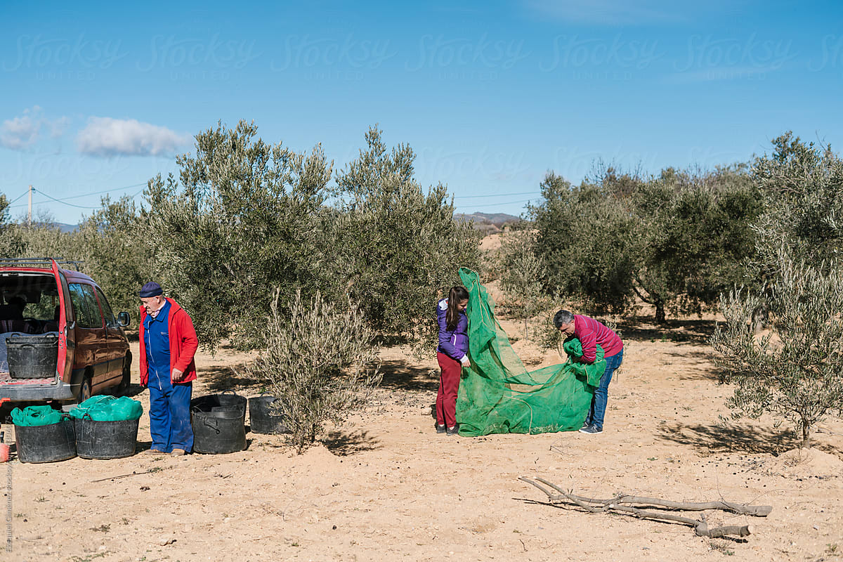 People collecting olives on plantation