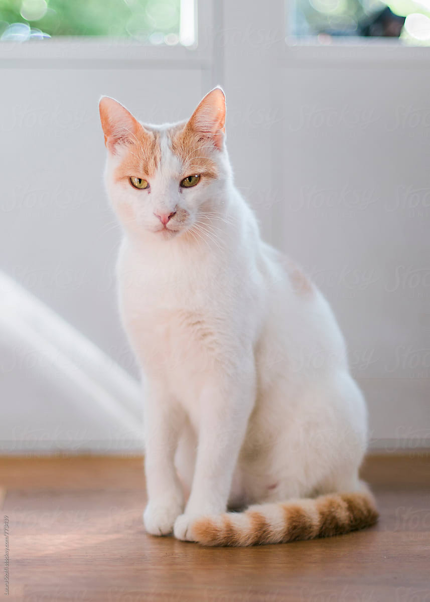 Close up of white and ginger cat looking at the camera