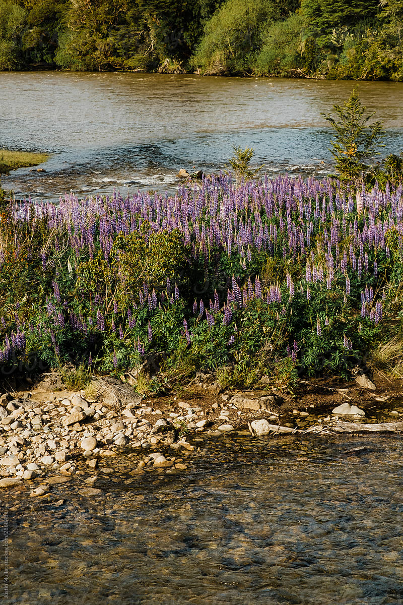 River and Lupines