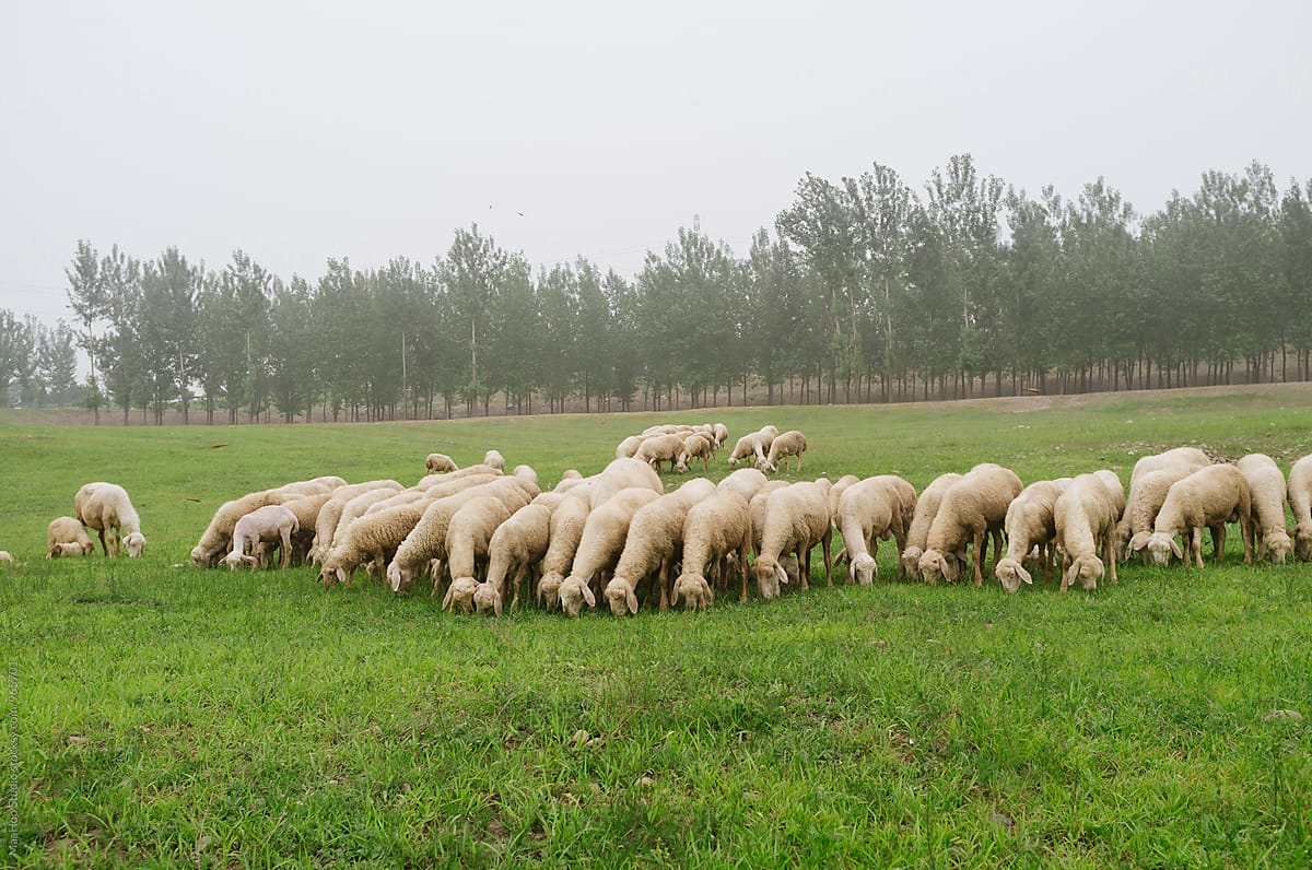 A flock of sheep eating grass