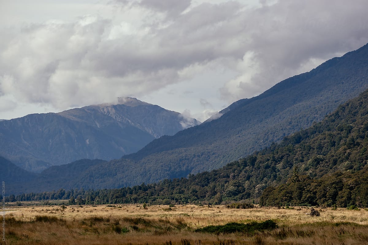 New Zealand Forest Treeline by Stocksy Contributor Ansel Collective LLC  - Stocksy