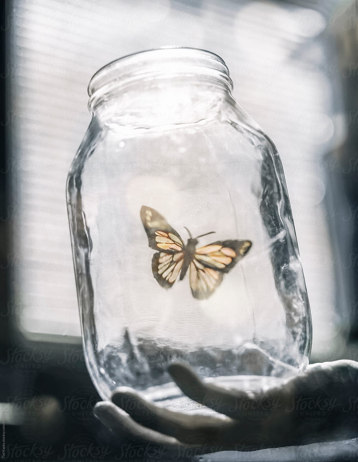 butterfly being released from a jar