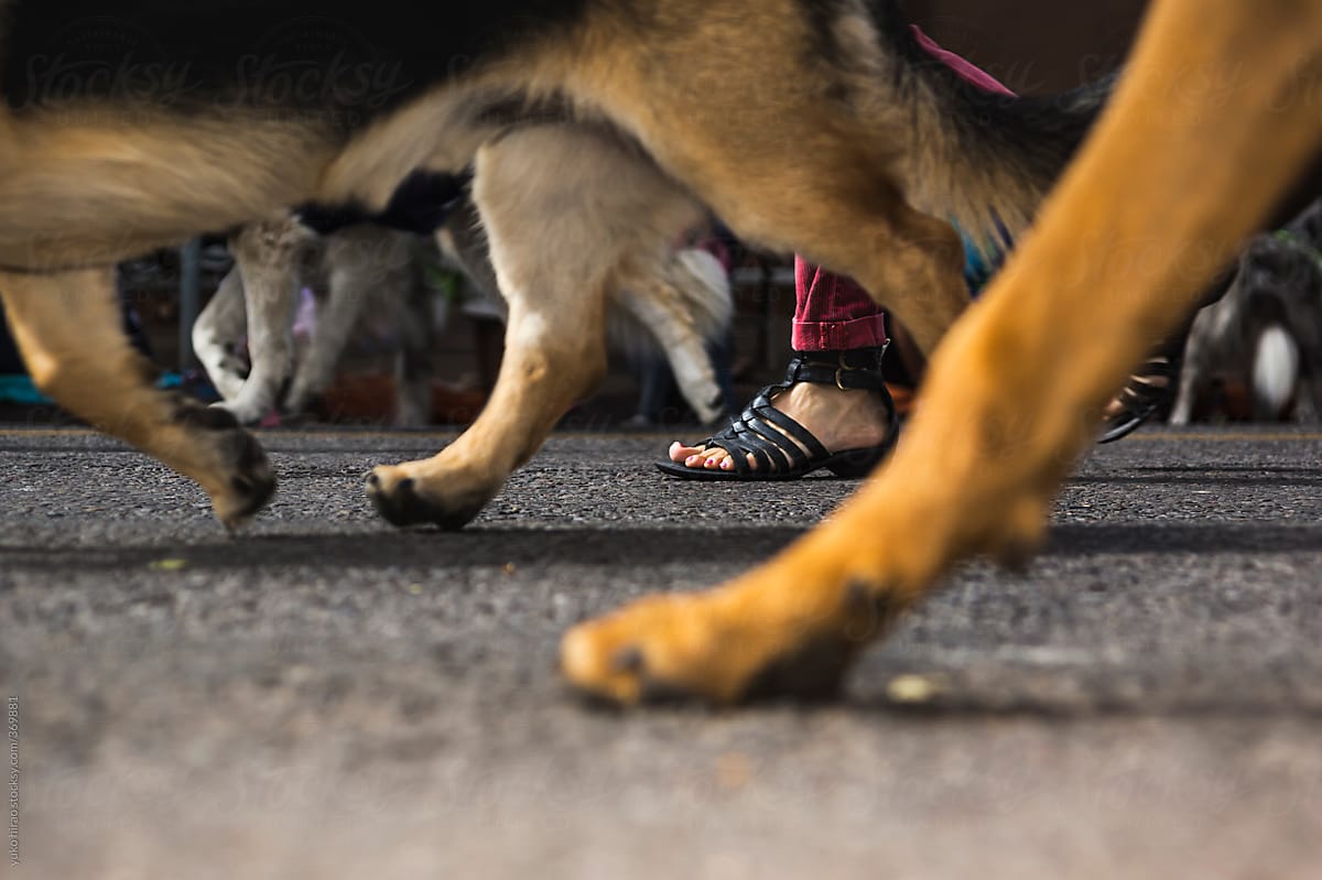 Legs of many dogs and people, walking together