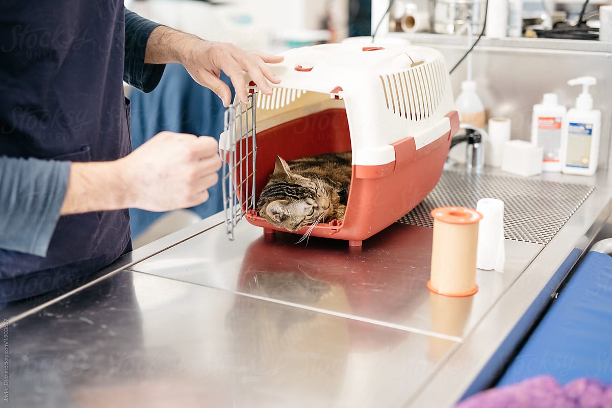 Veterinarian opening cage with cat